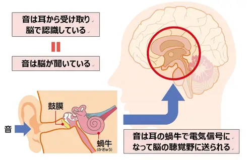 名医が解説！「聞こえ」の正しい認識と対策 ~20代から衰える？！加齢と共に低下する聴力~